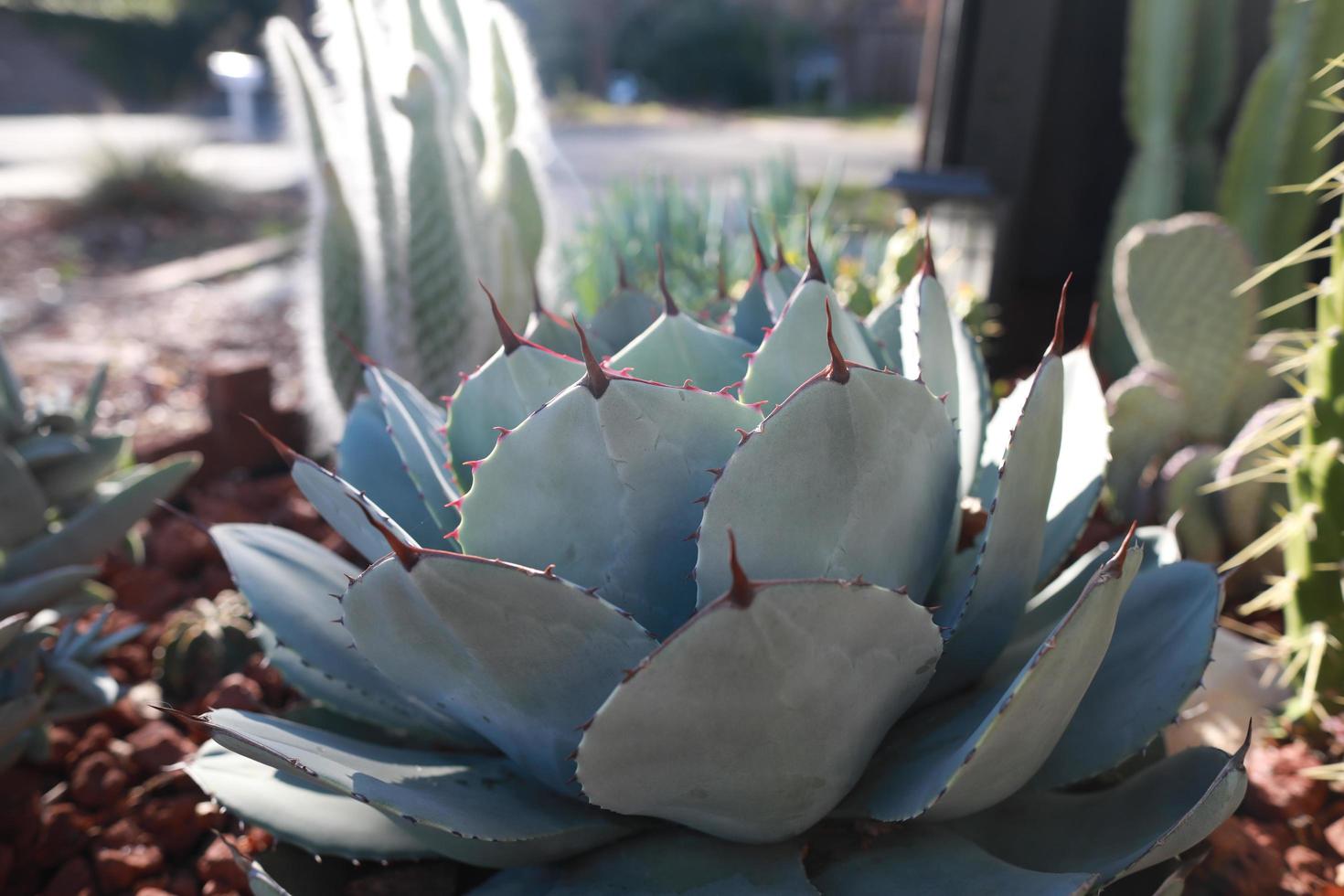 planta de agave con jardín de cactus foto