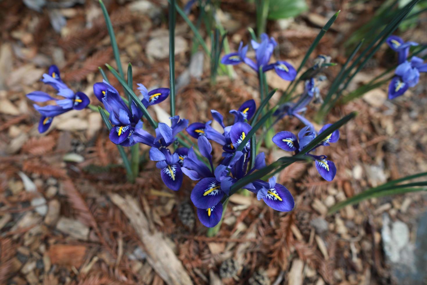 flor de iris azul florece contra astillas de madera foto