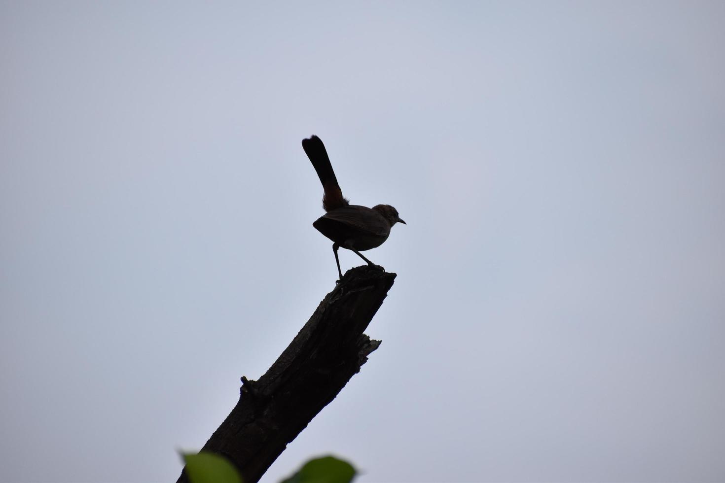 silueta de un pájaro posado en la rama de un árbol foto