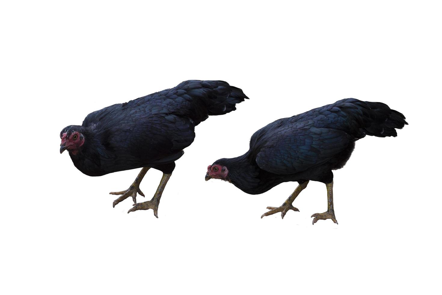 Dos pollos negros aislados sobre fondo blanco. foto