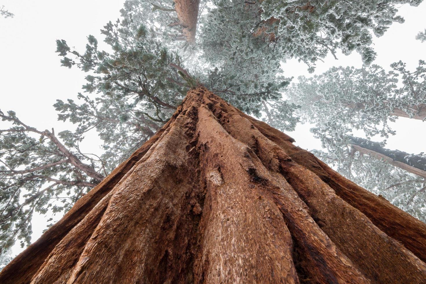 Close-up view of snowy giant sequoia tree photo