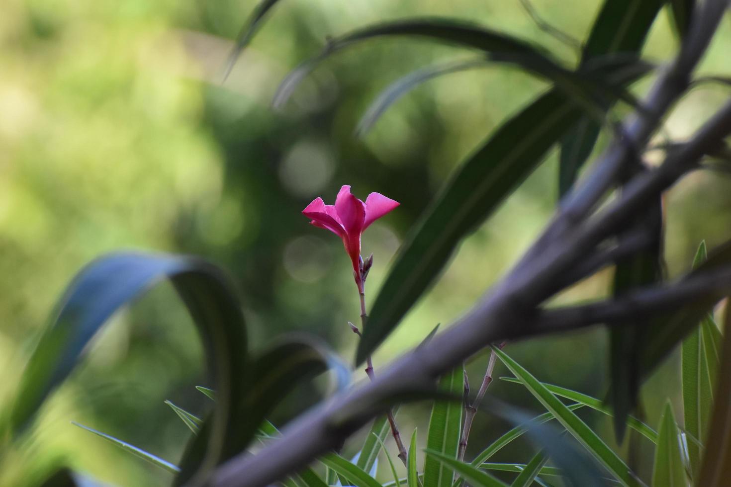 Enfoque suave de una flor de árbol artillero contra un fondo borroso foto