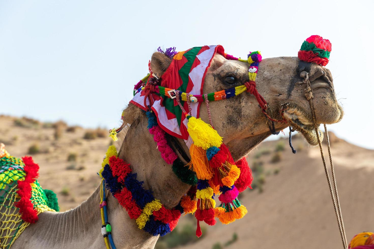 Camel with colorful headress photo