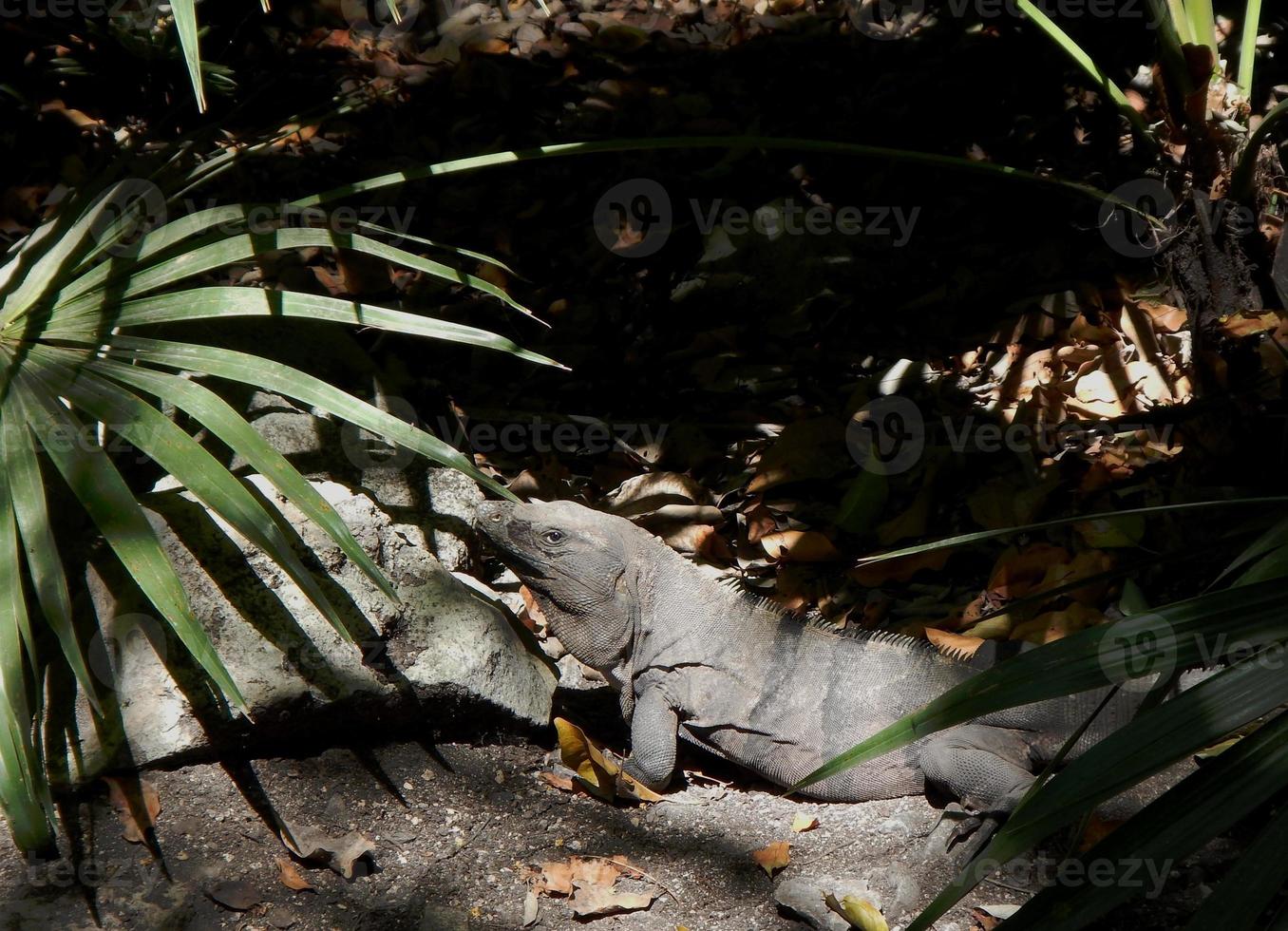 Iguana in the street photo