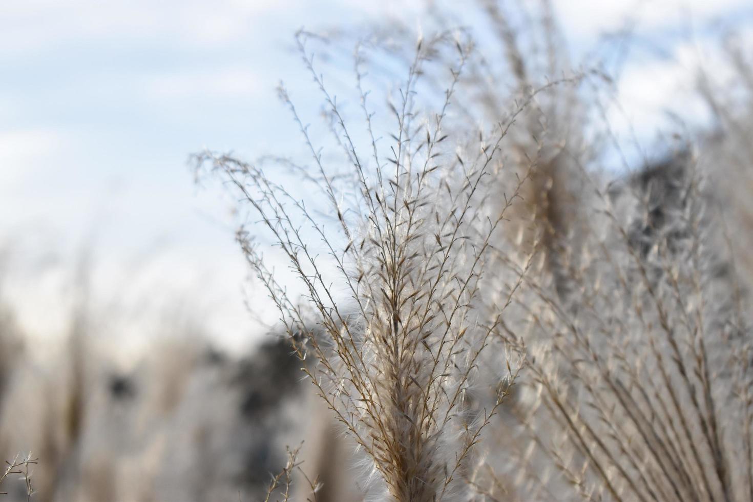 Maiden silvergrass in autumn photo