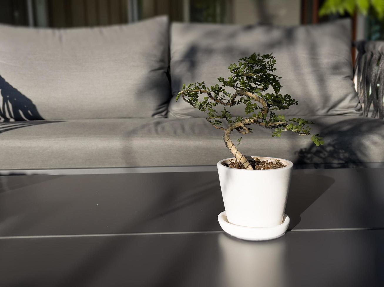 Table of free space with green plant photo