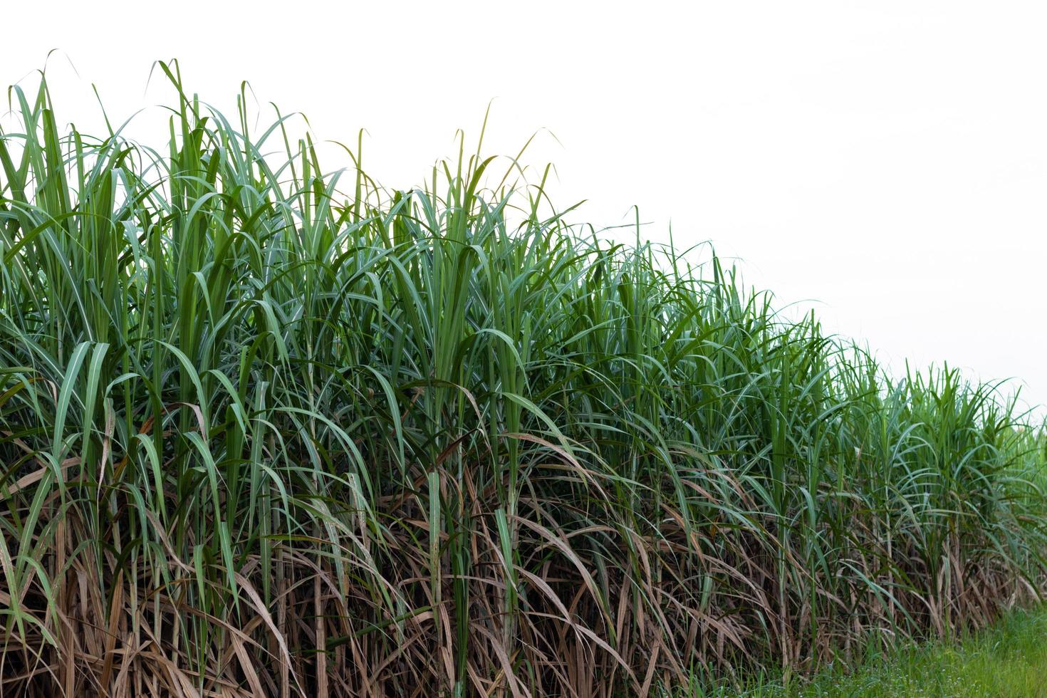 Sugar cane field on white background 2045821 Stock Photo at Vecteezy