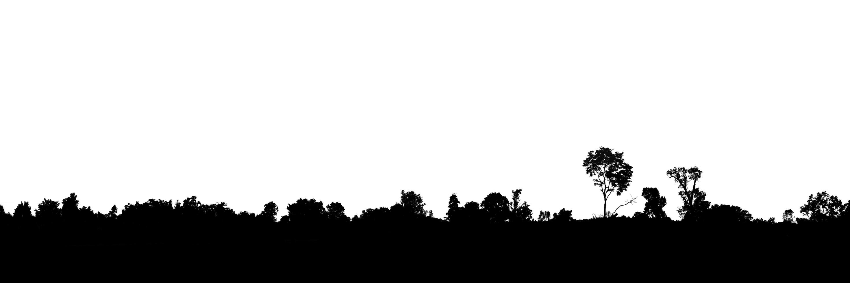 Landscape silhouette of trees on isolated white background photo