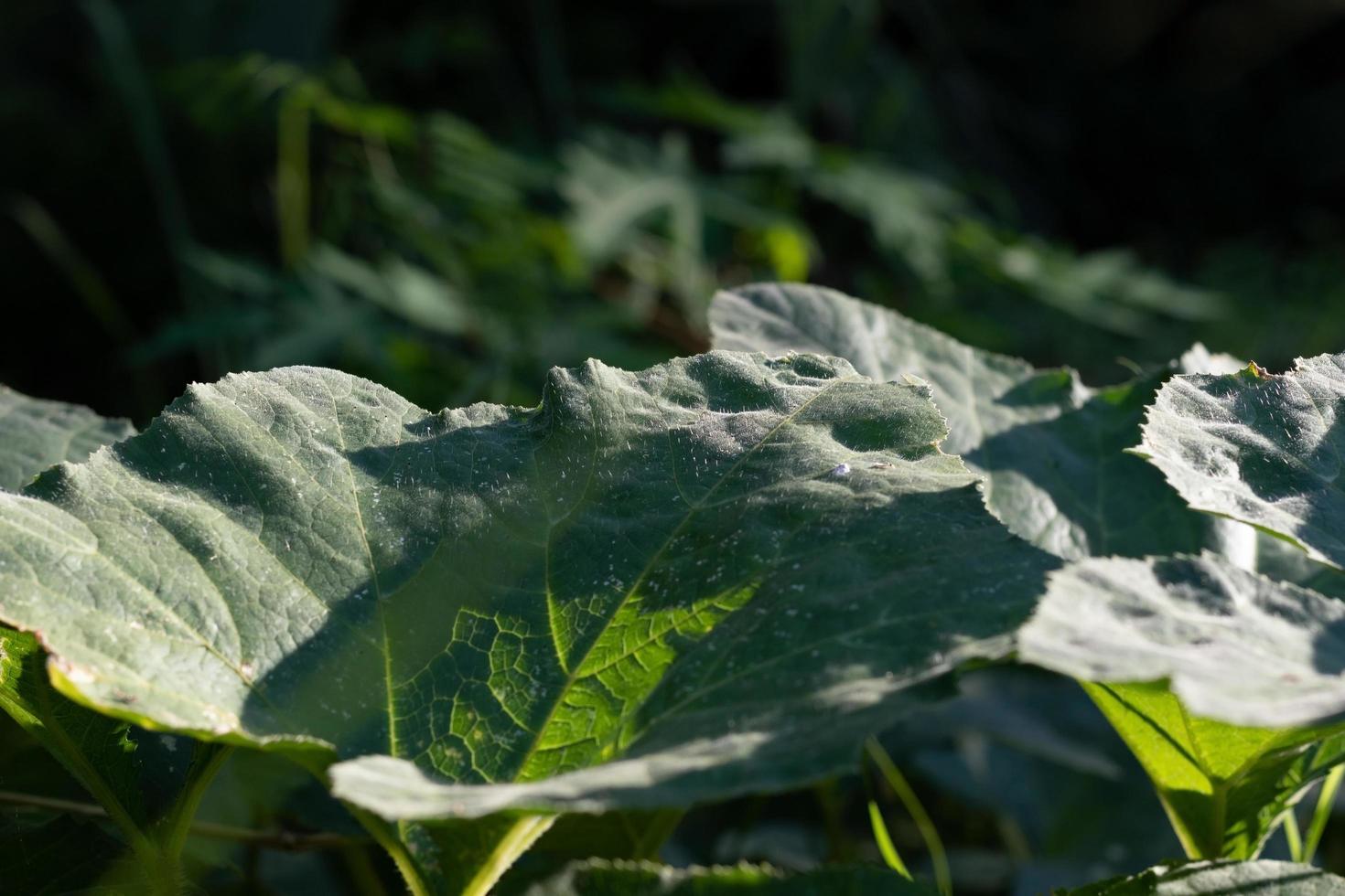 Cerca de hoja de calabaza foto