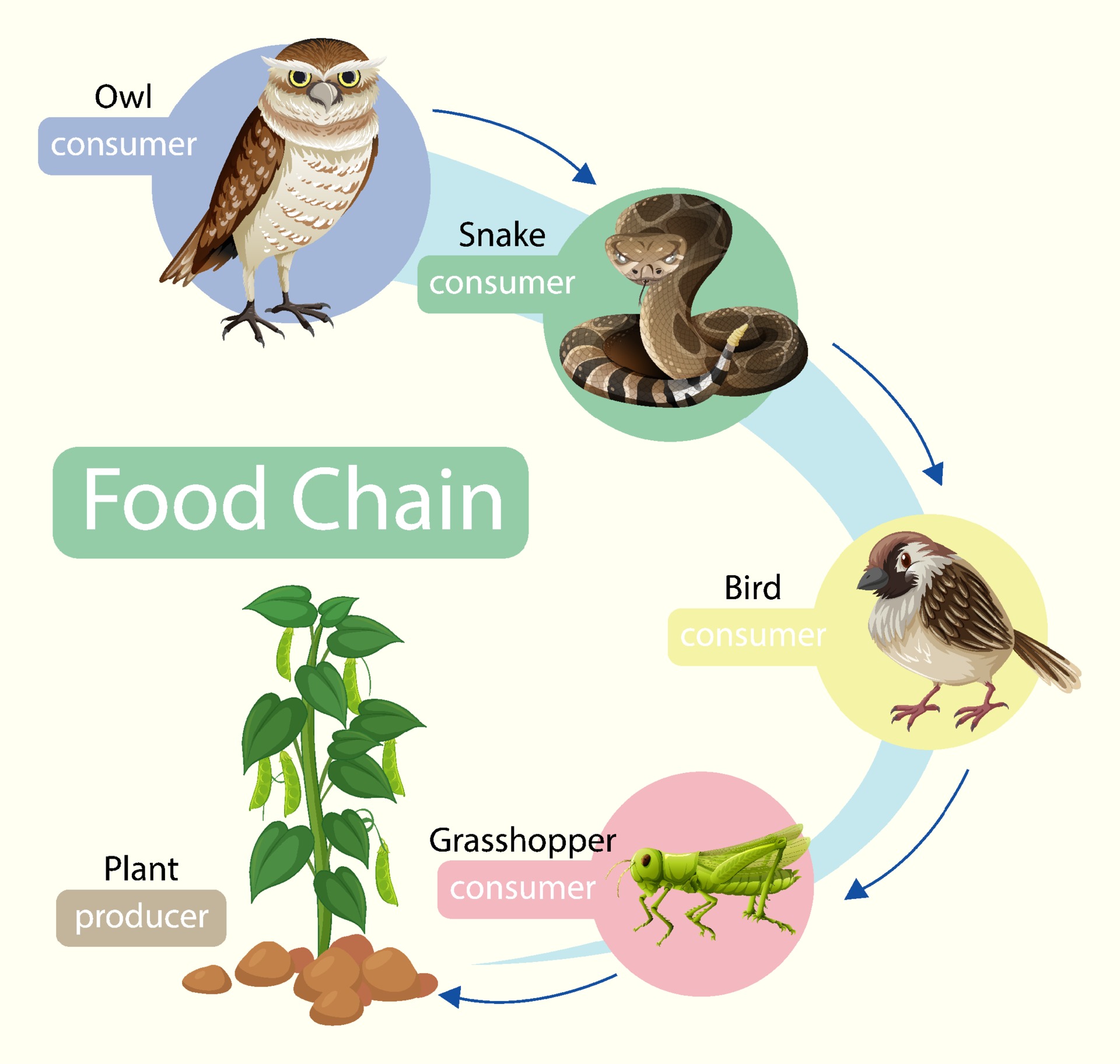 Food chain diagram concept 2046437 Vector Art at Vecteezy Biology Diagrams