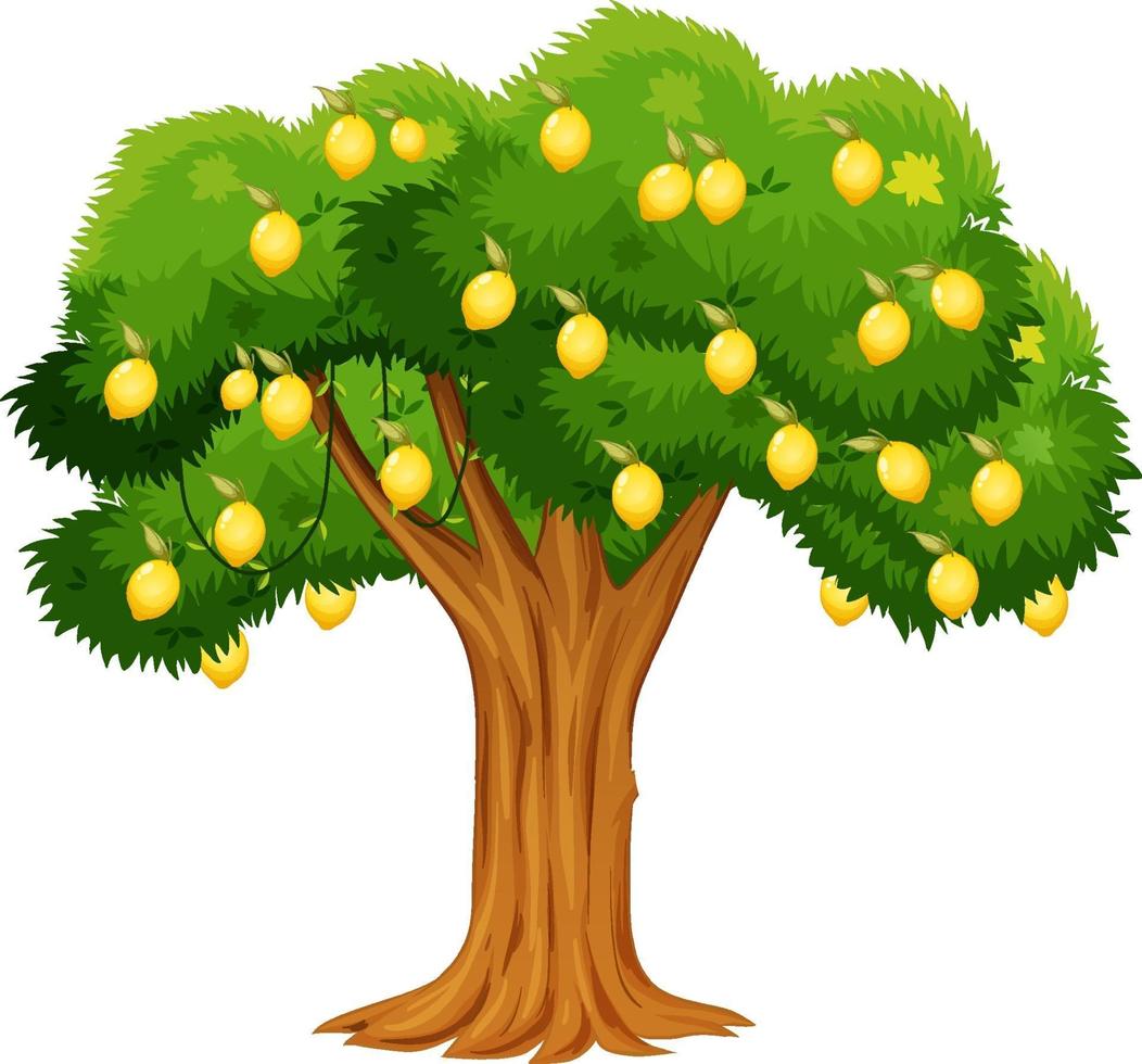 Lemon tree isolated on white background vector