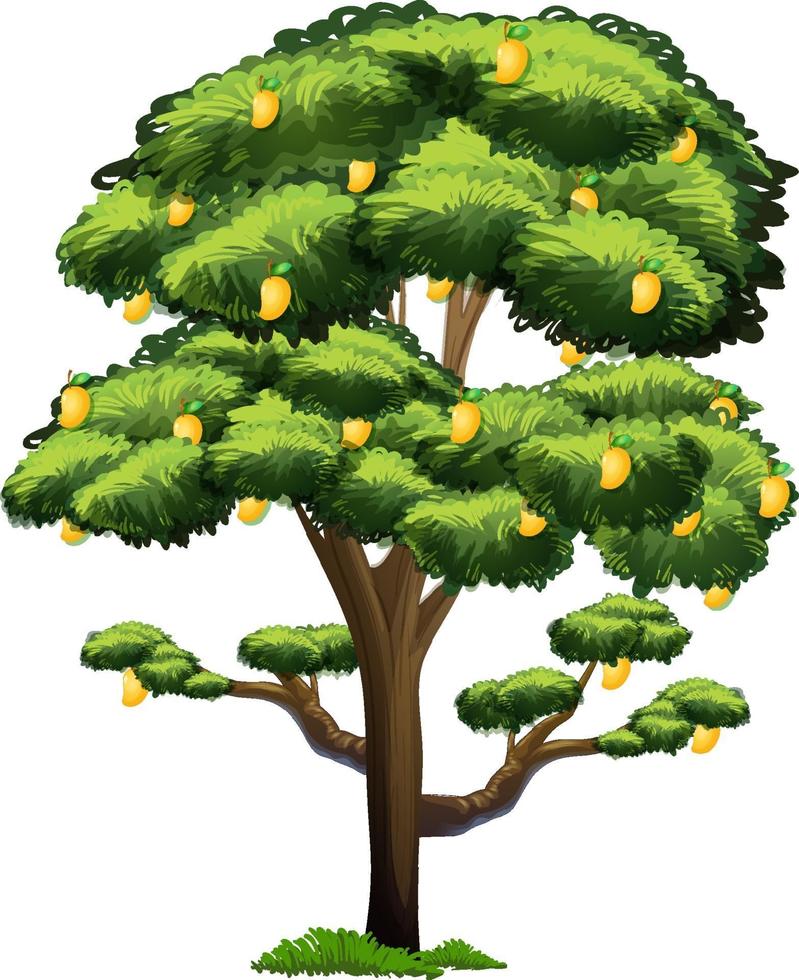 Yellow mango tree isolated on white background vector