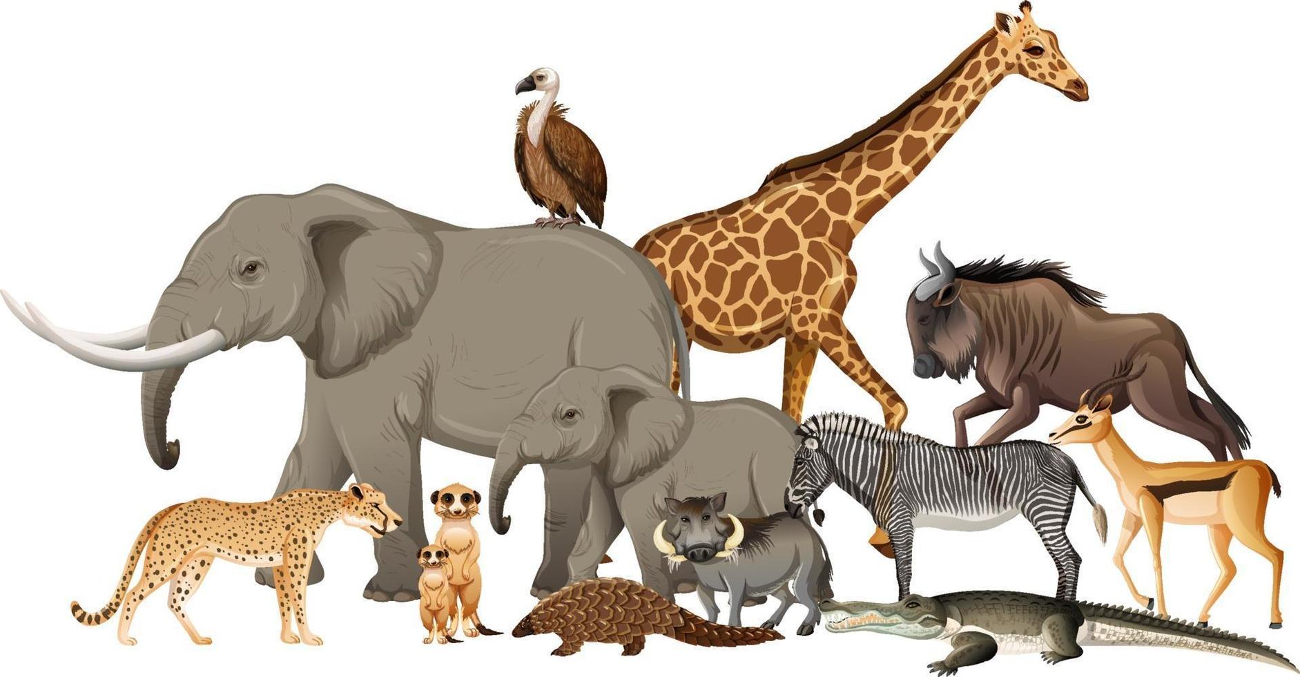 Grupo de animales salvajes africanos sobre fondo blanco. vector