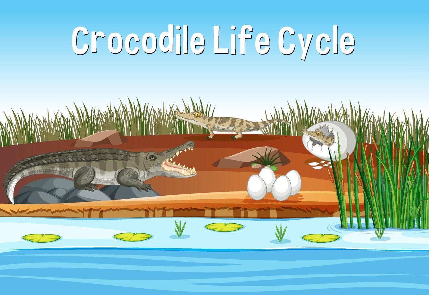 Scene with Crocodile Life Cycle vector