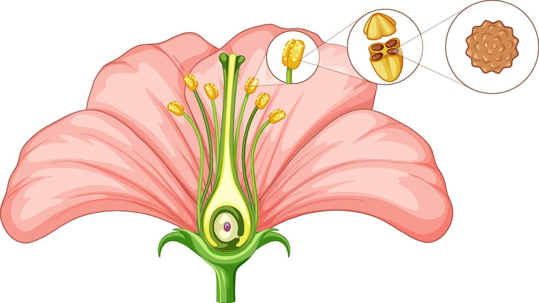 Diagram showing parts of flower vector