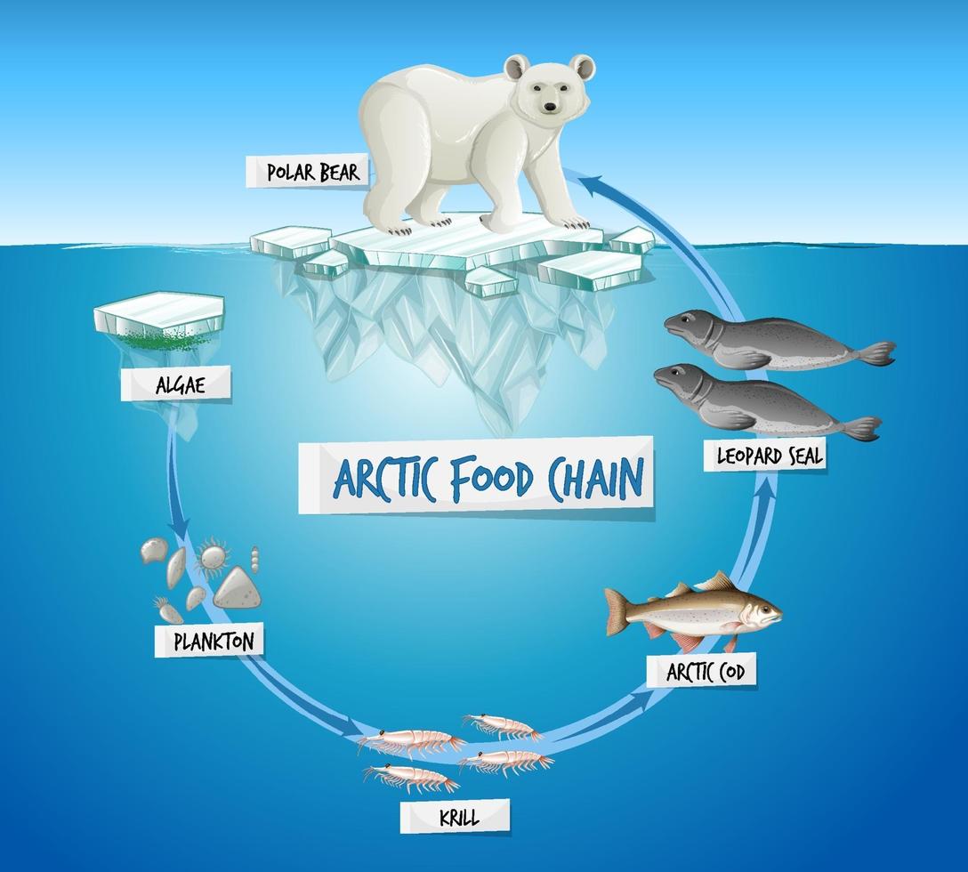 concepto de diagrama de la cadena alimentaria ártica vector
