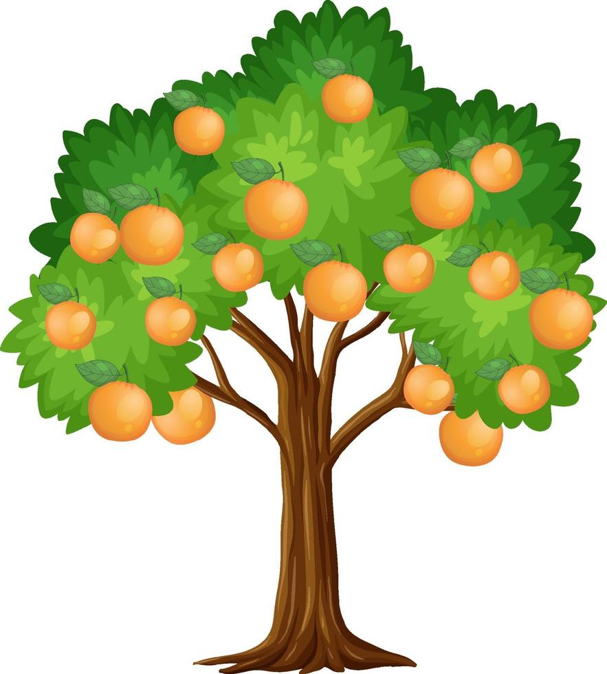 Orange tree isolated on white background vector