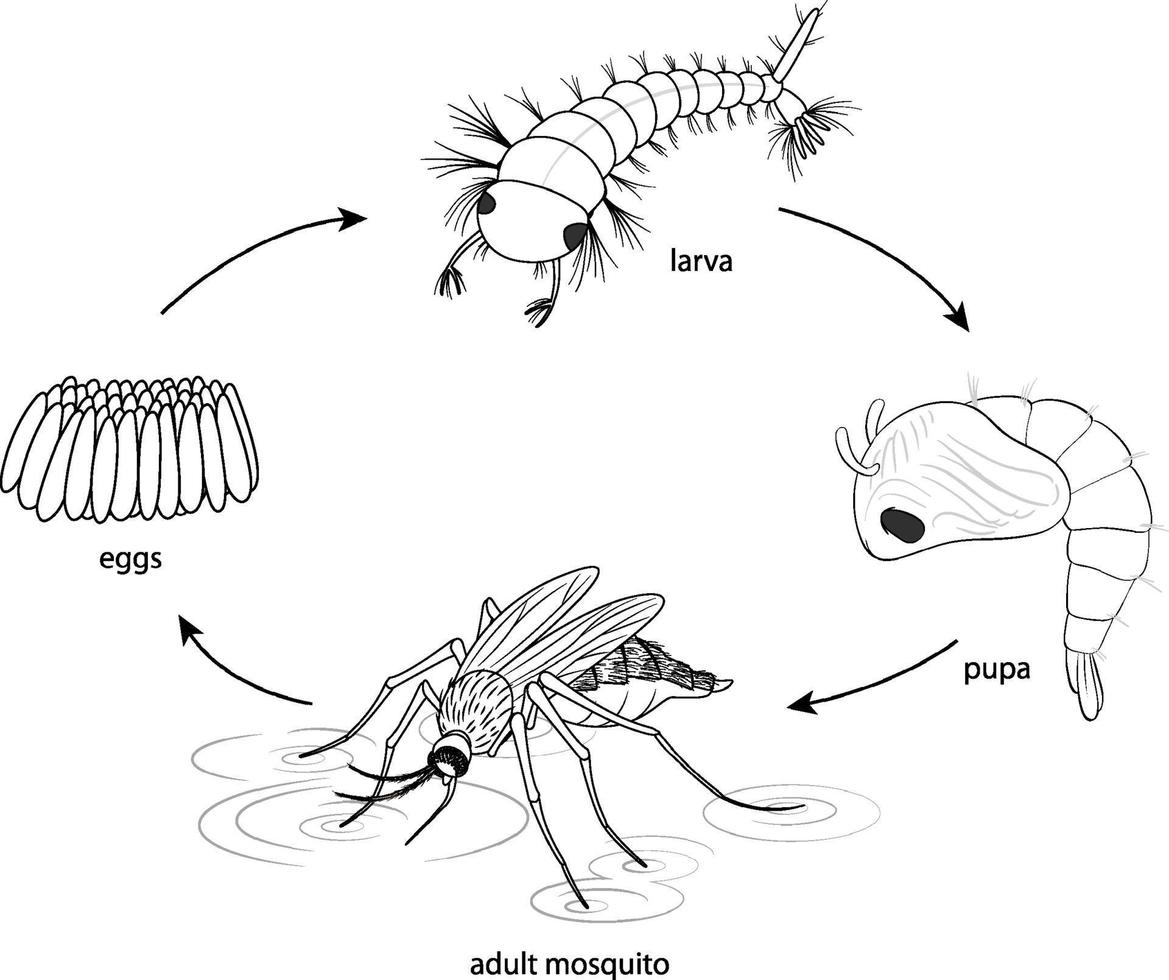 Doodle of mosquito life cycle diagram vector