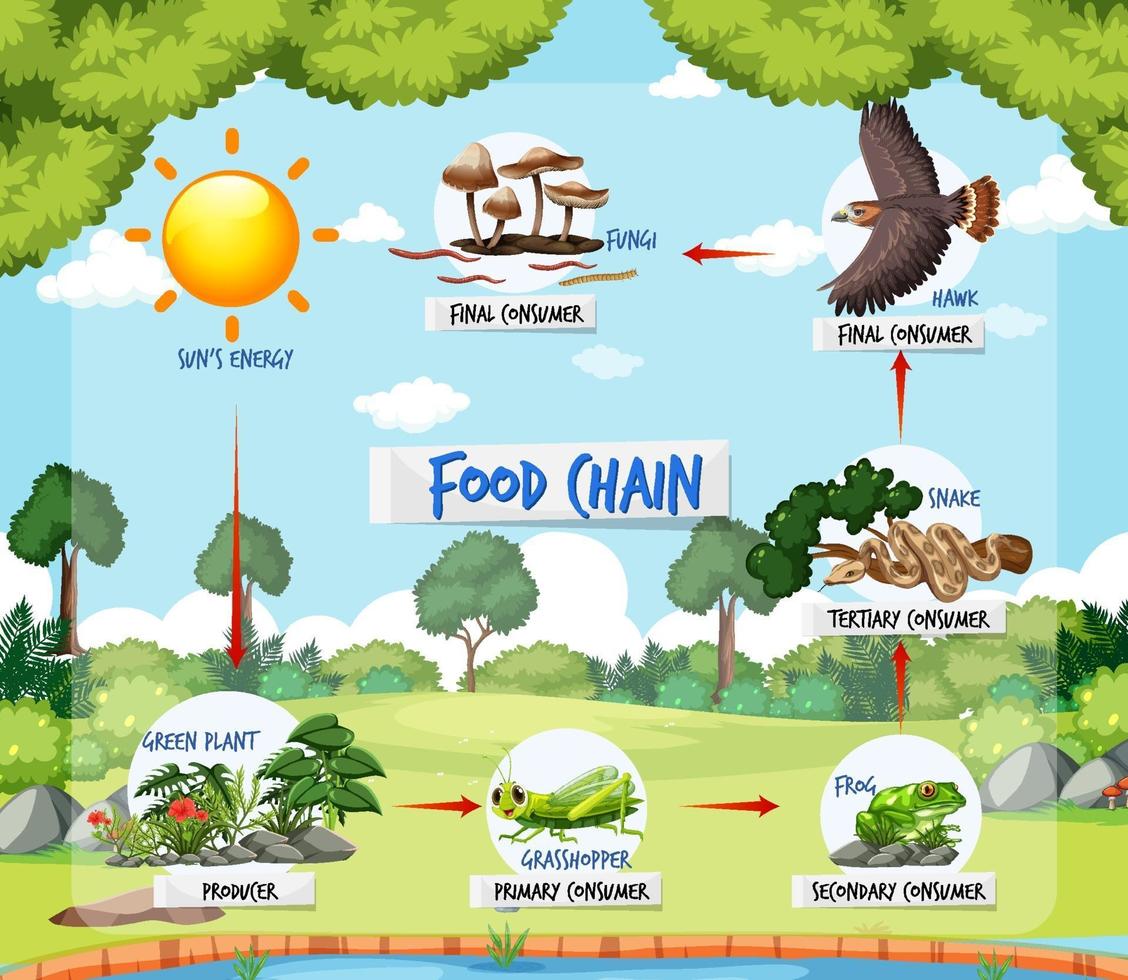 concepto de diagrama de la cadena alimentaria en el fondo del bosque vector