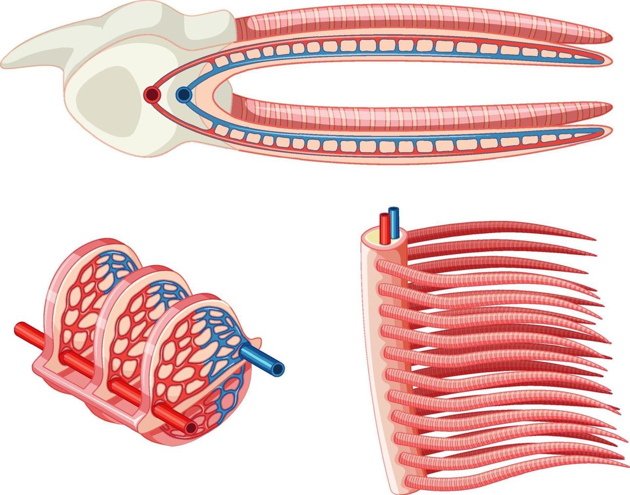 Diagram showing the grills of a fish vector