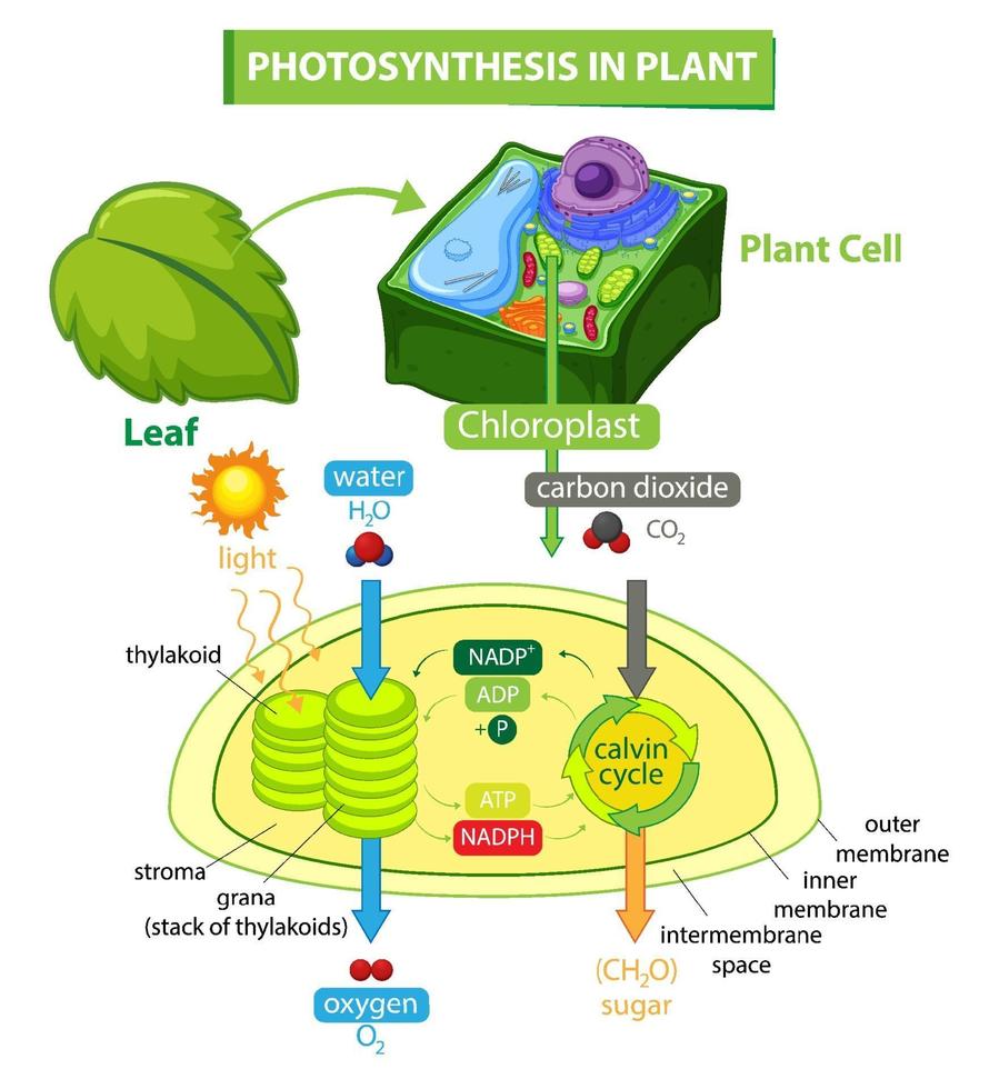Diagram showing process of photosynthesis in plant vector