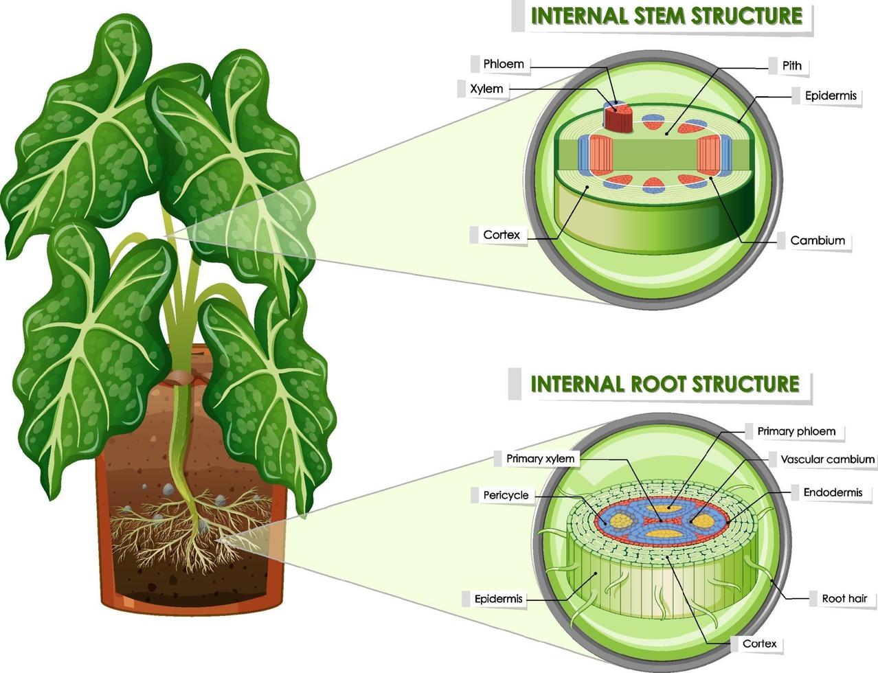 Diagram showing stem and root structure vector