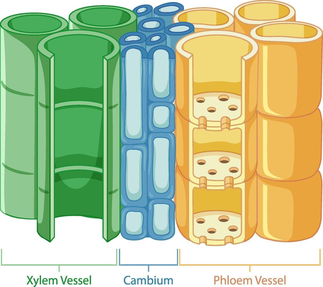 Diagram showing vascular tissue system in plants vector
