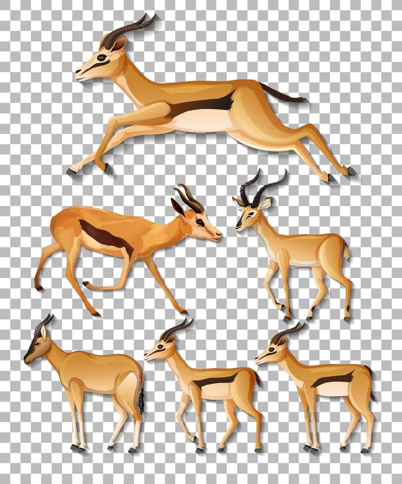 Set of different sides of impala isolated vector