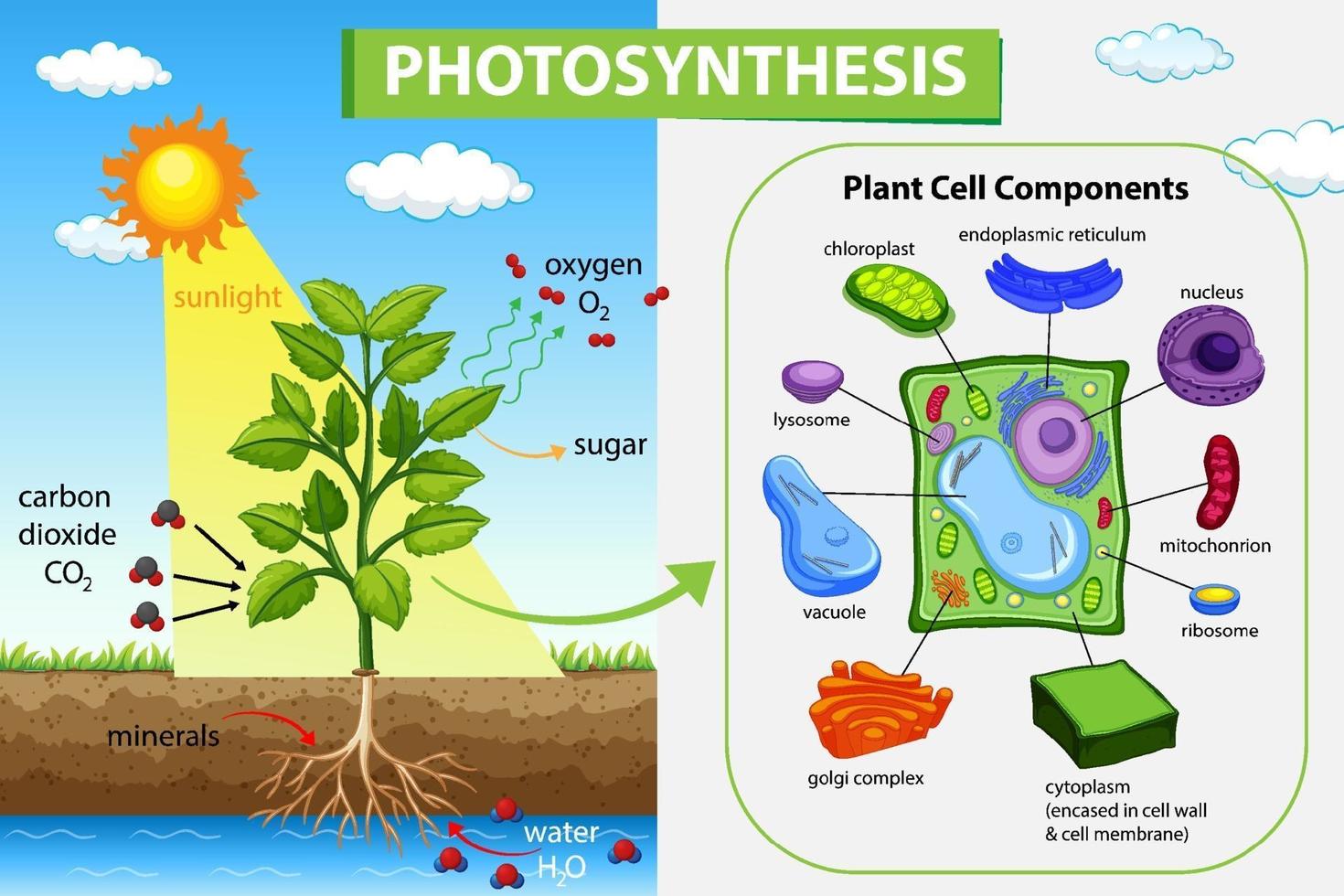 Diagram showing process of photosynthesis in plant vector