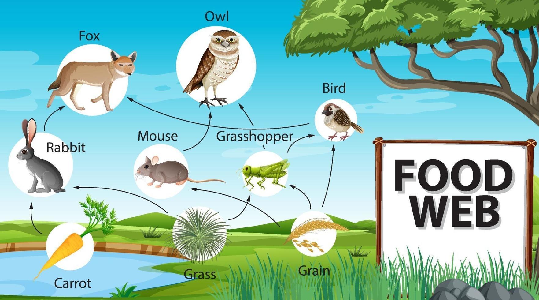 concepto de diagrama de la cadena alimentaria en el fondo del bosque vector