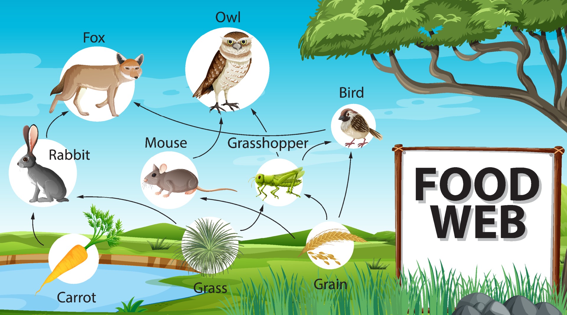 Food Chain Diagram Concept On Forest Background 2046974 Vector Art At Vecteezy