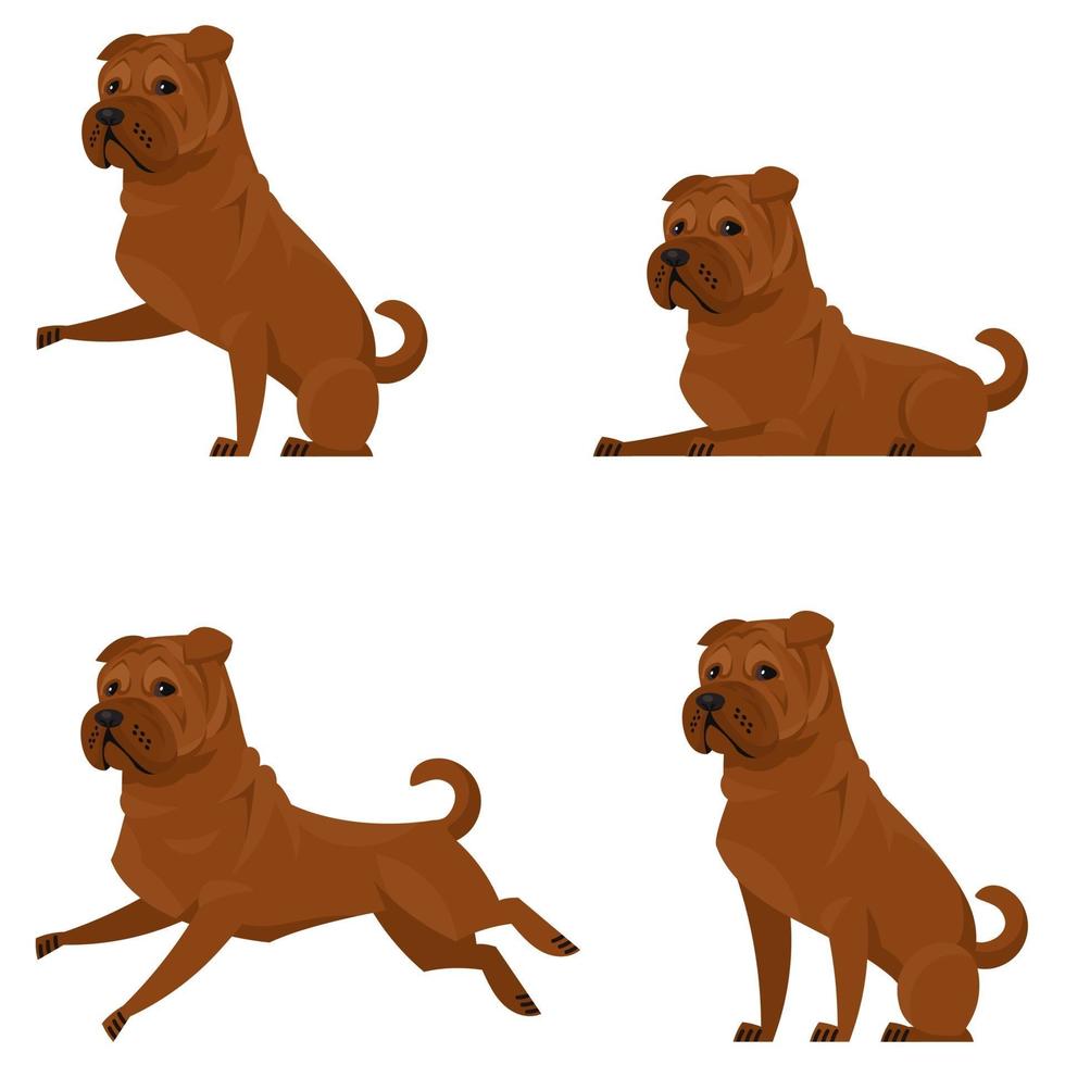 Shar Pei in different poses. vector