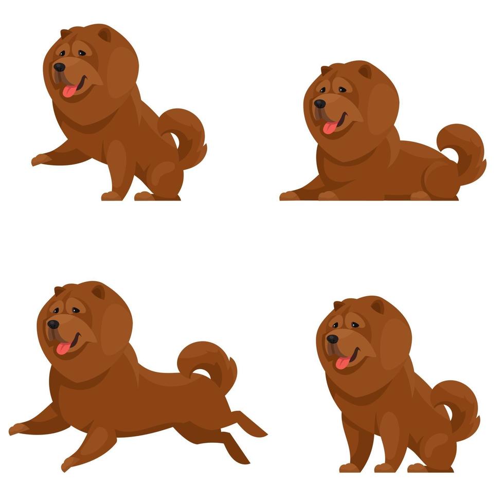 chow chow en diferentes poses. vector