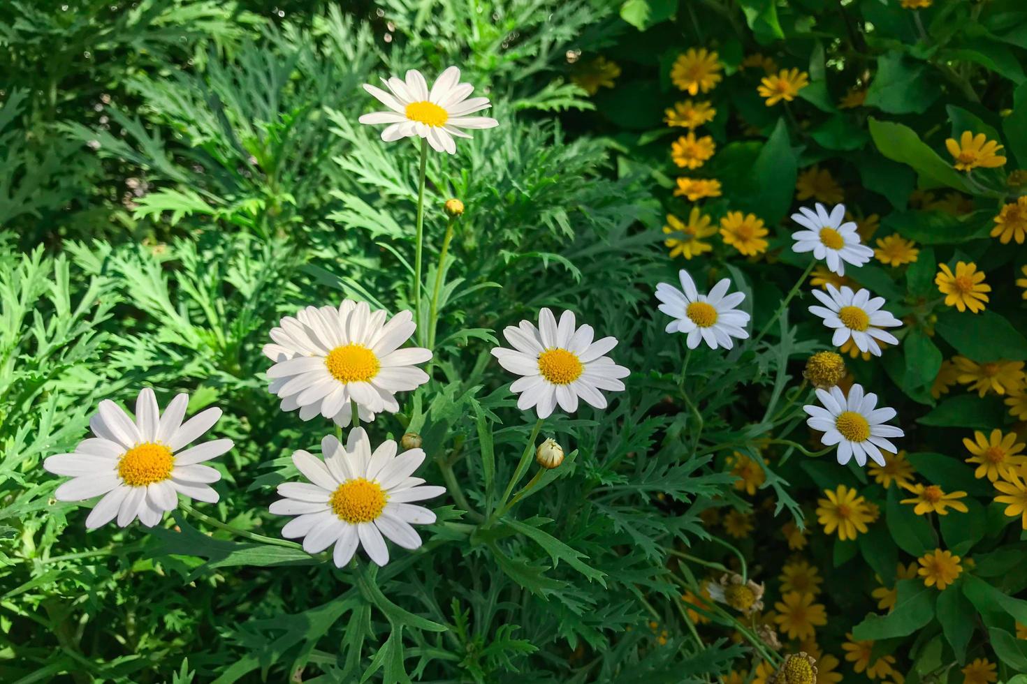 margaritas blancas en el jardín foto