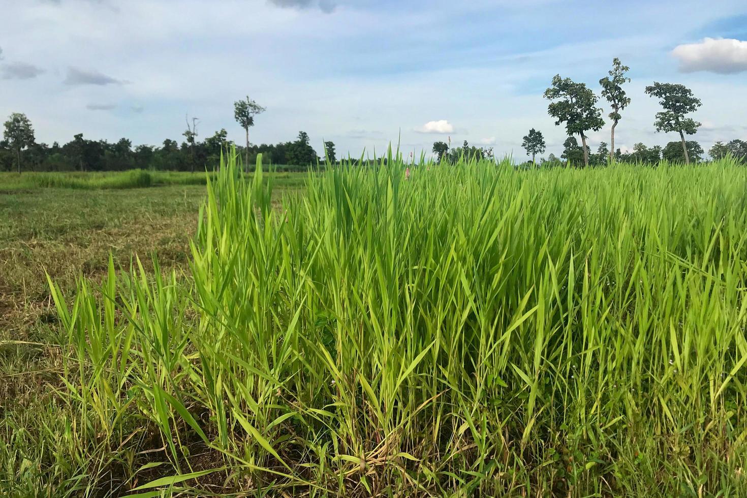 Green grass field during daytime photo