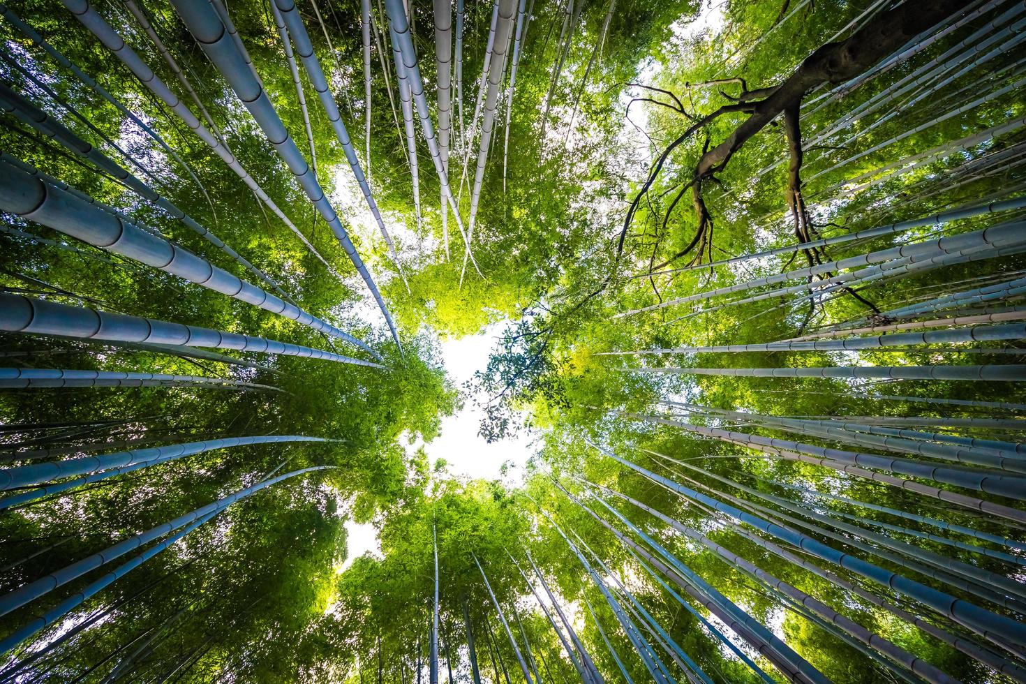 Hermoso bosque de bambú en Arashiyama, Kioto, Japón foto