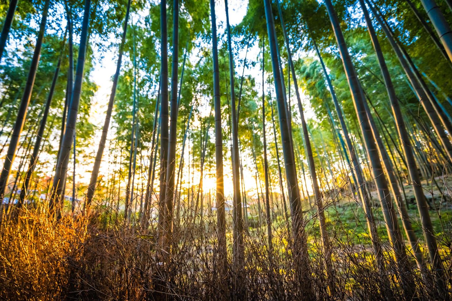 Beautiful bamboo forest at Arashiyama, Kyoto, Japan photo