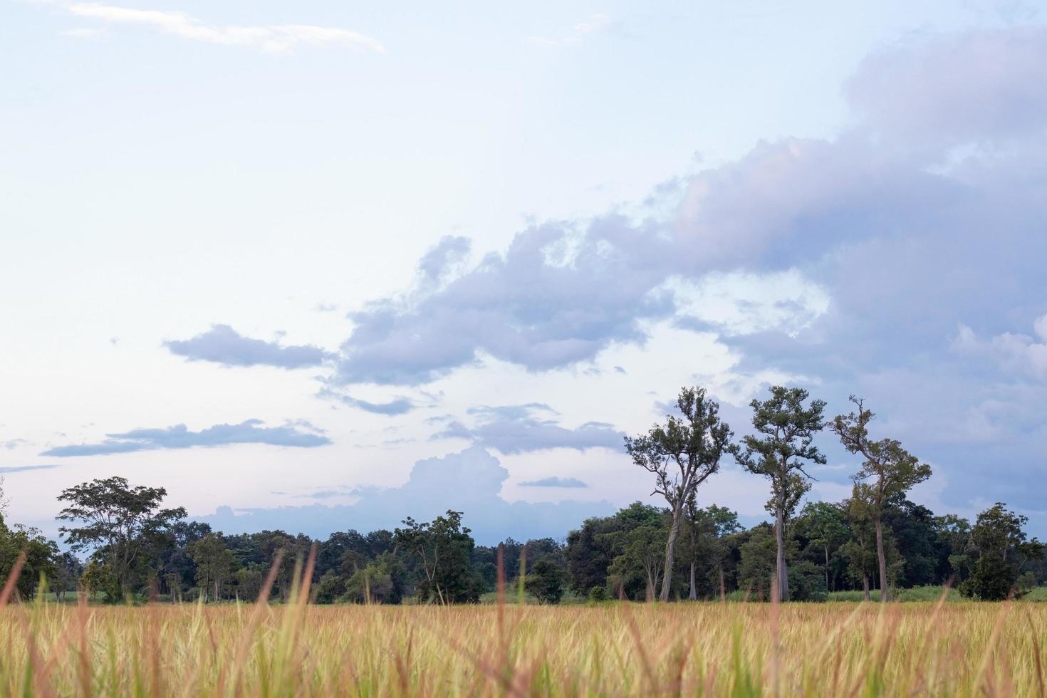 cielo al atardecer con campos de arroz foto