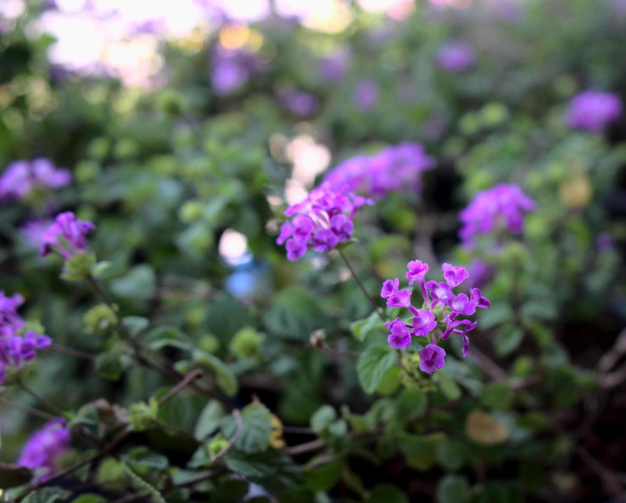 jardín de flores de color púrpura brillante con un fondo borroso foto