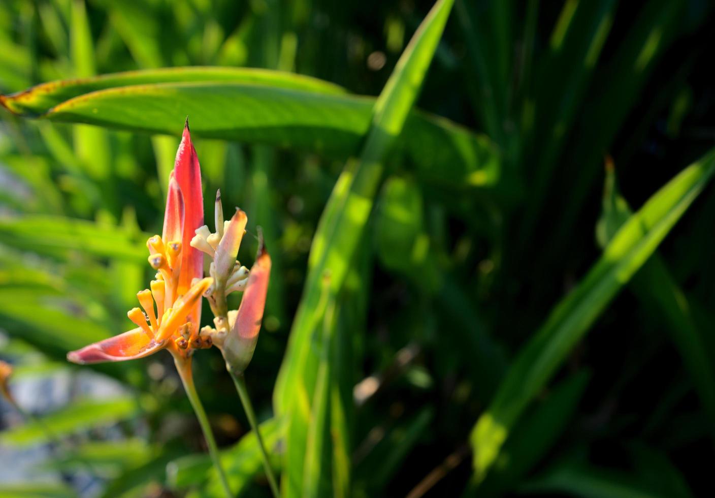 Exotic flower, bird of paradise beside the river photo