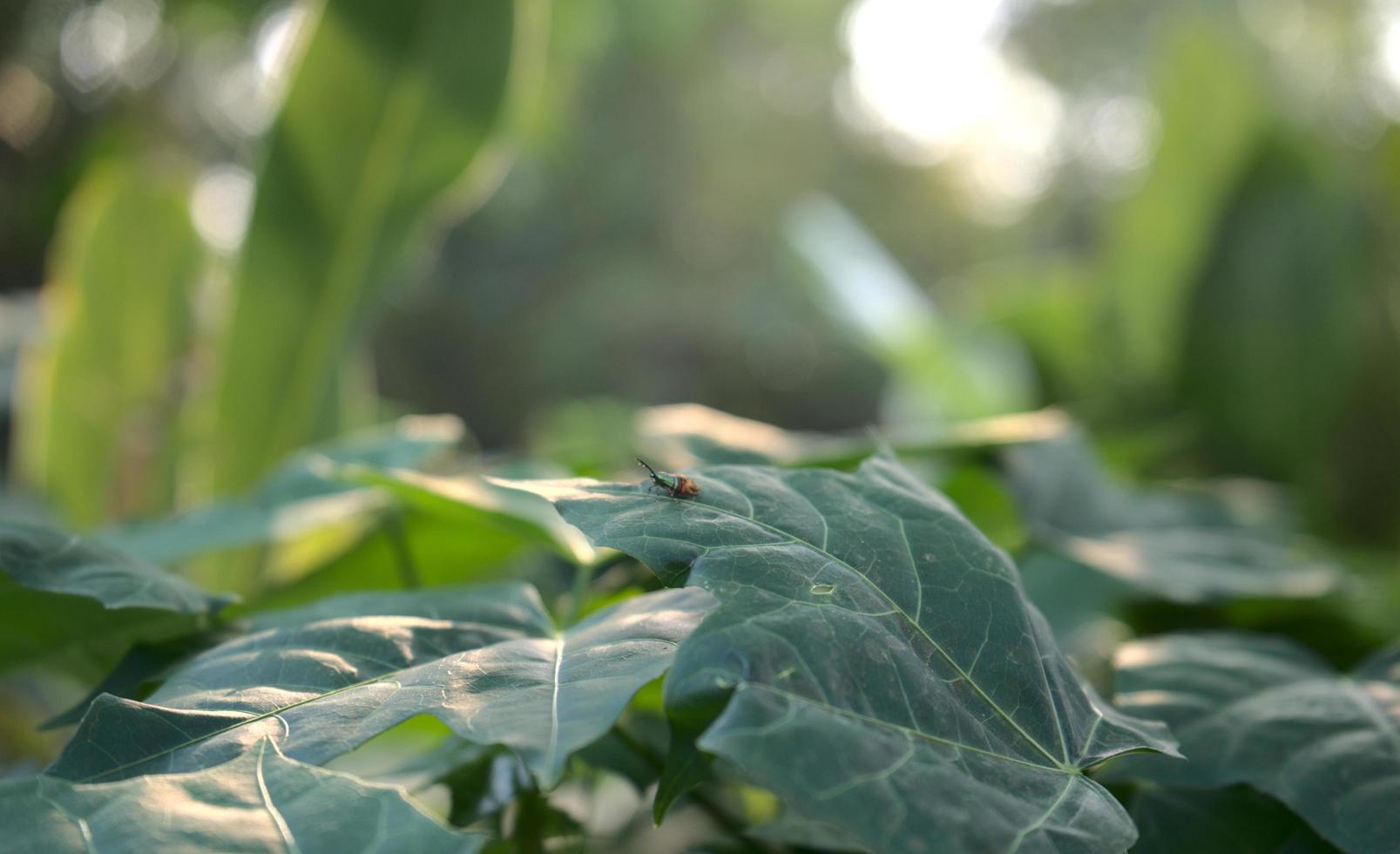 A bug on natural leaves photo