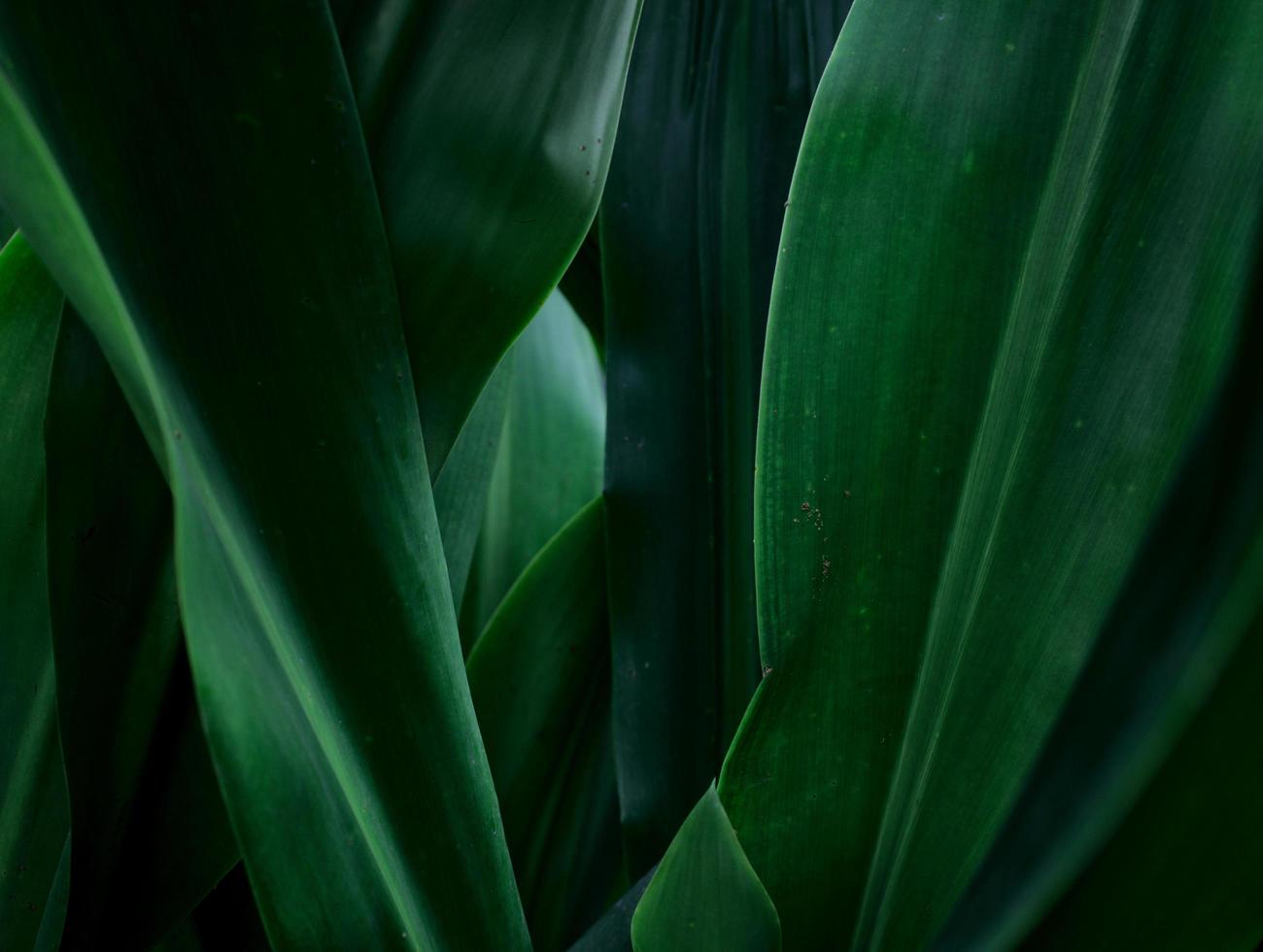 Fondo de textura abstracta natural de hojas verdes foto