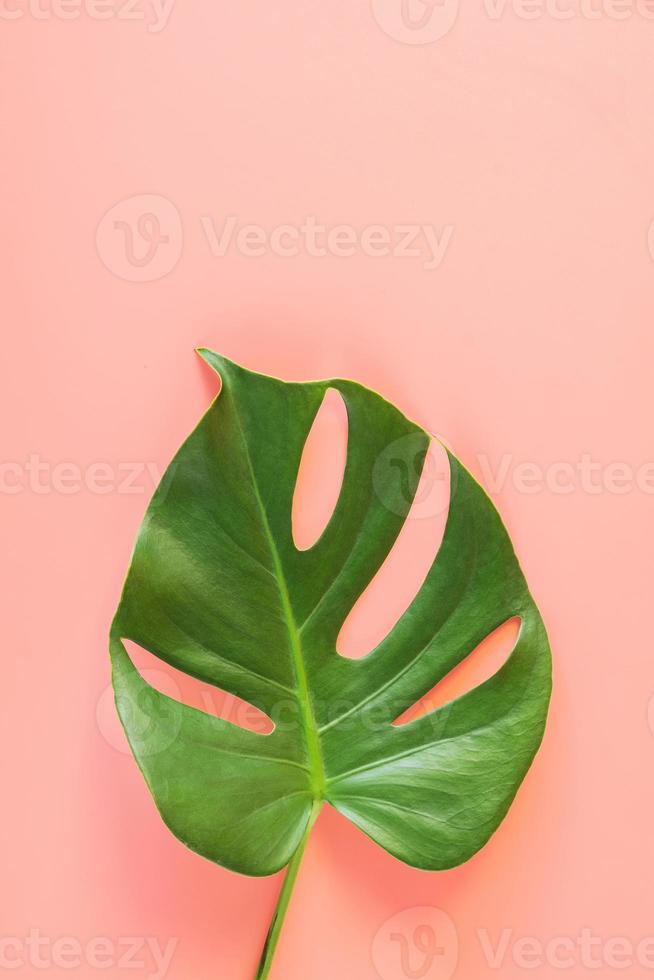 hoja de monstera sobre fondo rosa foto