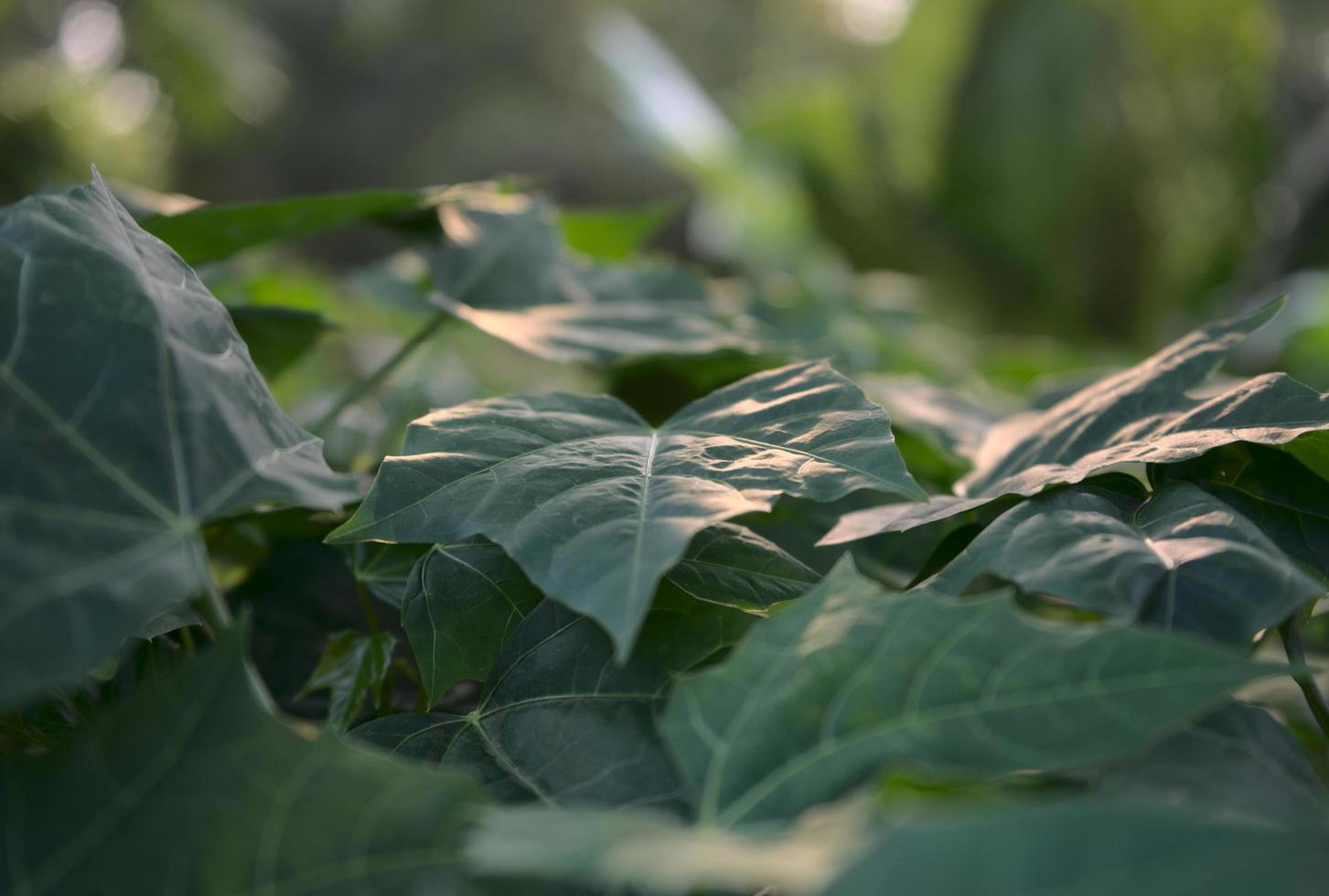 Botánica verde fresca con fondo borroso, bokeh foto