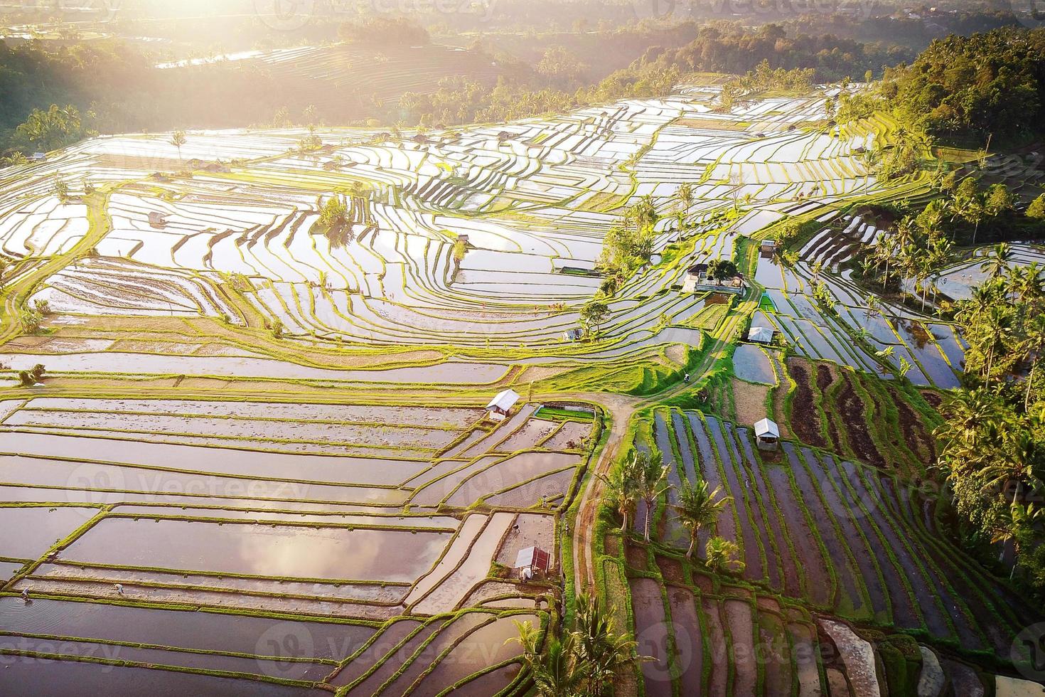 vista aérea de terrazas de arroz en bali foto