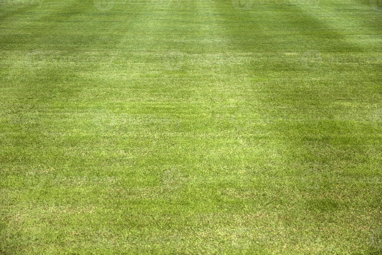 Closeup of the grass field photo