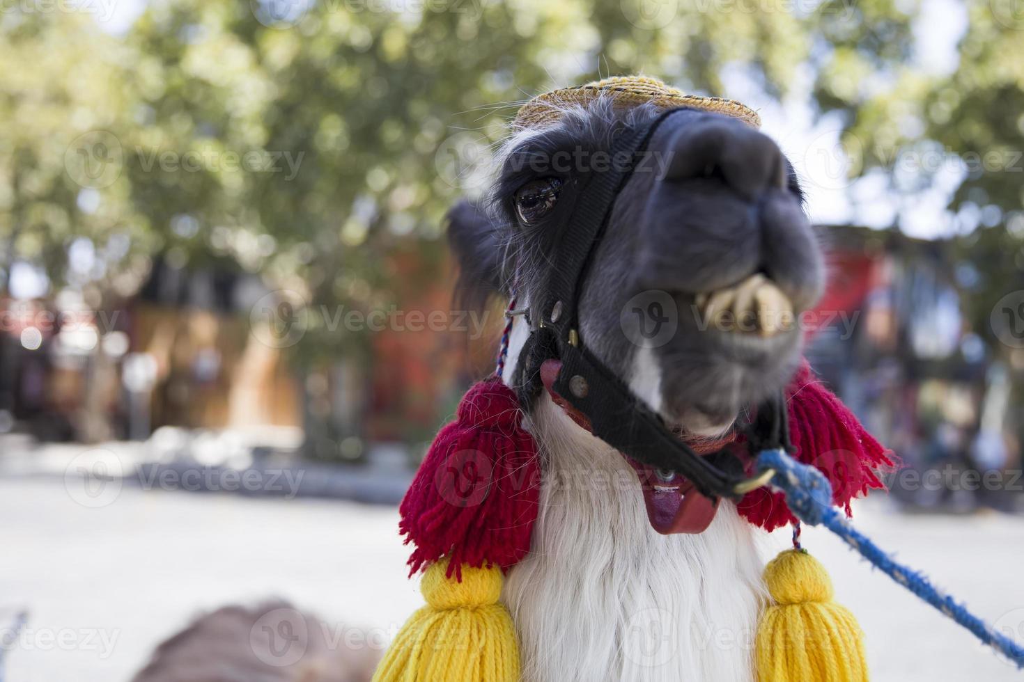 Decorated llama on the street photo