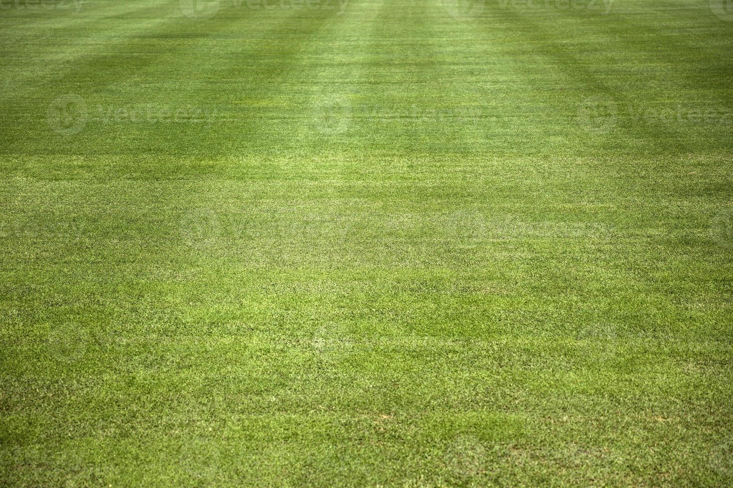 Closeup of the grass field photo