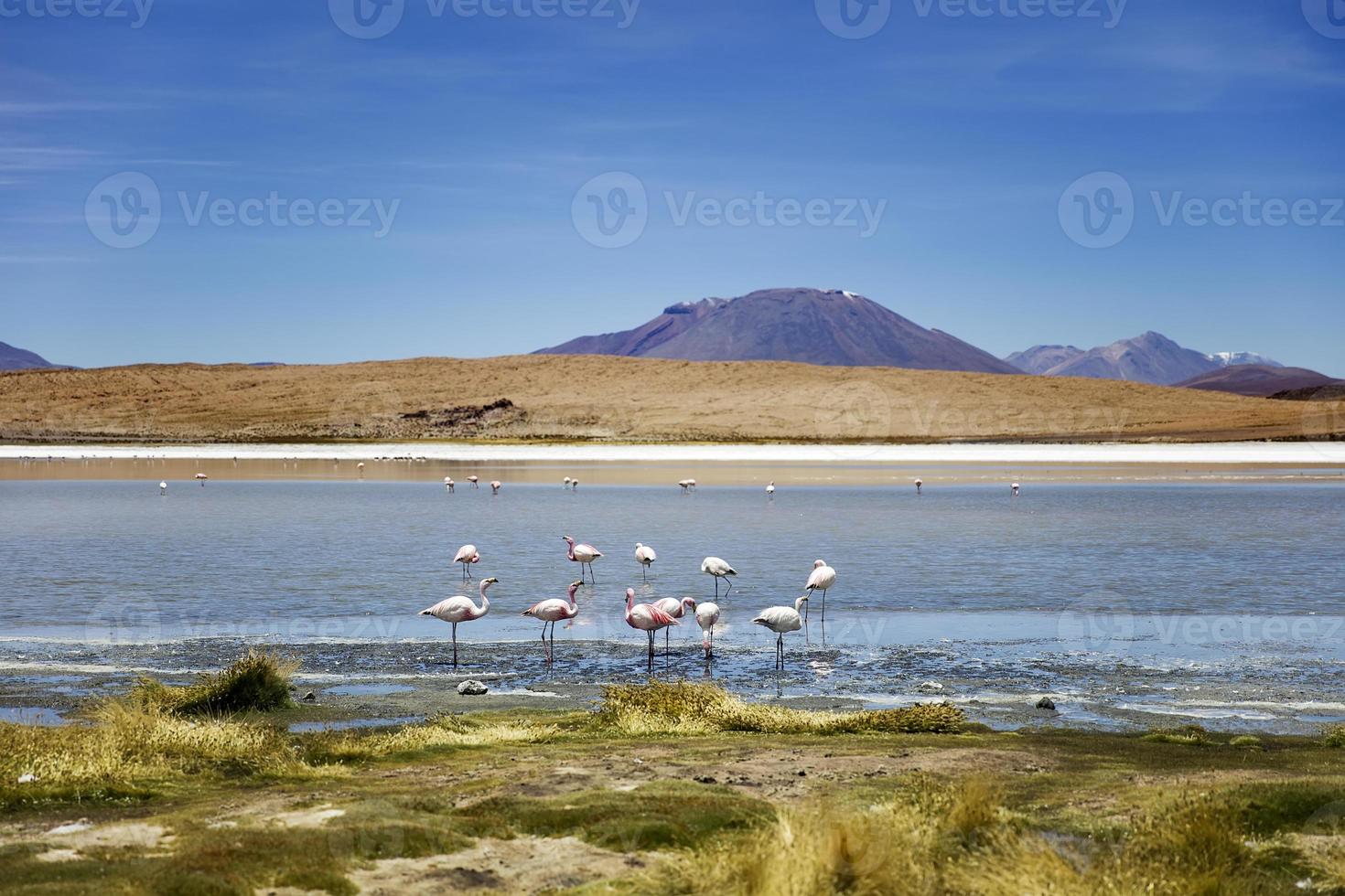 laguna colorada en bolivia foto