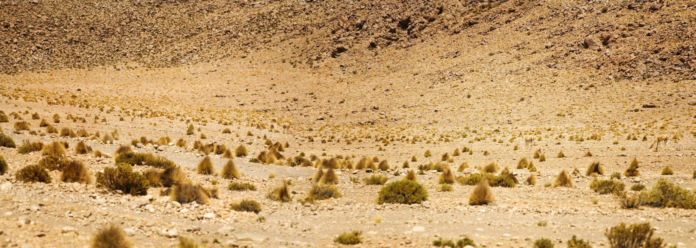 Dali Desert in Bolivia photo